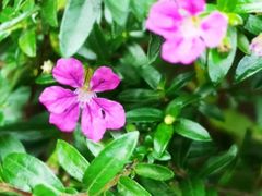 -花溪公园