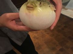 -肆月河豚·新淮扬(金融街店)