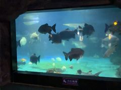-烟台海昌鲸鲨海洋公园