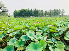 -滆湖低碳生态公园