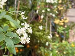 -金陵花卉交易市场