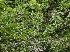 -龙井壹号·茶缘山景宴(龙井村店)