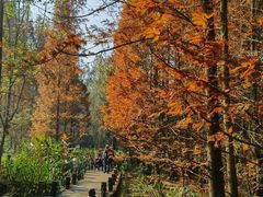 -桤木河湿地公园