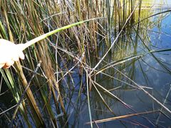 -吴淞炮台湾湿地森林公园烧烤区