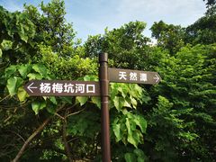 -杨梅坑