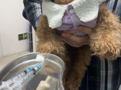 -佳雯宠物医院·皮肤科·内外科(春晓路分院)