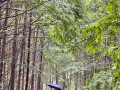 -桤木河湿地公园