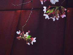 -龙美术馆(西岸馆)