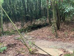 -广州市石门国家森林公园