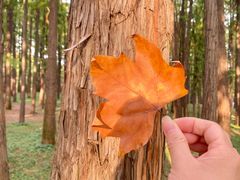 -上海共青森林公园