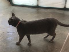 -喵屿·大理花园猫咖