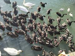 -长白岛森林公园