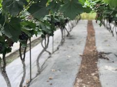 -金谷域澳洲庄园