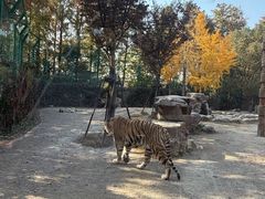 -上海野生动物园老虎餐厅