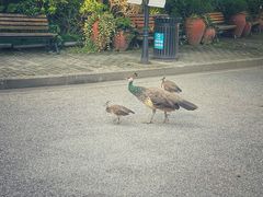 -J Create城市露营咖啡·简餐·宠物(上海动物园店)