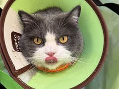 -嘉馨宠物医院·CT影像转诊·心脏科·犬猫全科诊疗中心(下沙大学城院区)