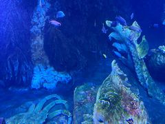 -珠海长隆海洋王国