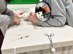 -瑞鹏瑞爱宠物医院·全科·猫科·血液透析中心(龙头寺店)