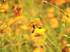 -北京东方普罗旺斯薰衣草庄园