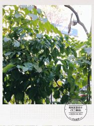 点击看大图 -苑苑发型设计