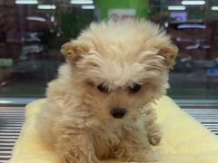 -FAELING PETS美天灵宠物(合生汇店)