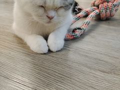 -柴迷FANS CLUB·柴犬狗咖·猫咖