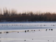 -大兴滨河森林公园