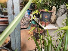 -桂林市花鸟市场