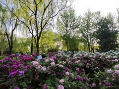 -洛阳市隋唐城遗址植物园