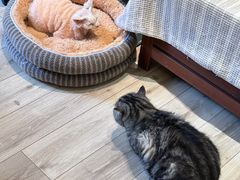 -有猫咖啡umeow coffee