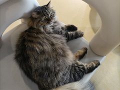 -藏猫猫咖啡主题馆(中央大道店)