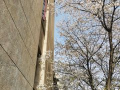 -武汉大学-樱园