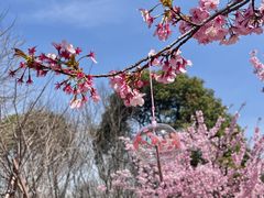 -顾村公园