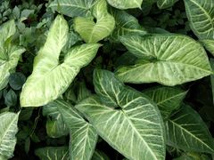-广西壮族自治区药用植物园