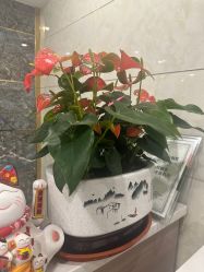 -Dr.林醫生产后修复·配方产康(南京江宁万达店)