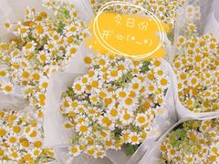 -循礼门鲜花花市(武汉循礼门店)