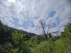 -长虫山生态公园风景林