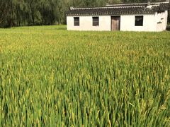 -溱湖国家湿地公园