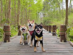 -桤木河湿地公园