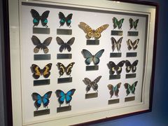 -上海昆虫博物馆