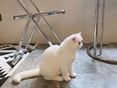-More Fun猫咖 二十只万元加菲主题