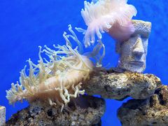 -芜湖新华联大白鲸海洋公园