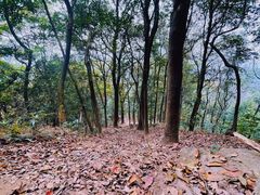 -黄埔油麻山森林公园