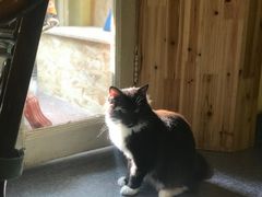 -猫色咖啡·猫咖