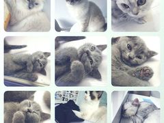 -喵的天空名猫咖啡馆·撸猫·猫舍·用品