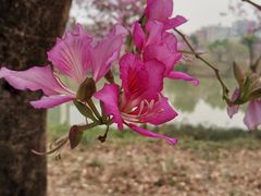 -广东花都湖国家湿地公园