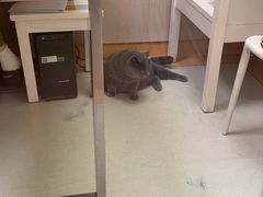 -瑞鹏宠物医院·宠保定点·心脏科·内科(御桥分院)