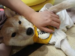 -逗柴咖啡屋·狗咖猫咖宠物桌游