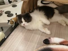 -飞行喵MR PILOT|猫舍·猫咖(静安大融城店)