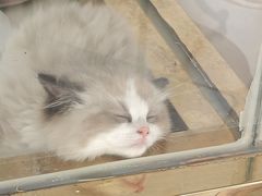-糯米喵星人总部直营旗舰店·猫舍·幼猫出售